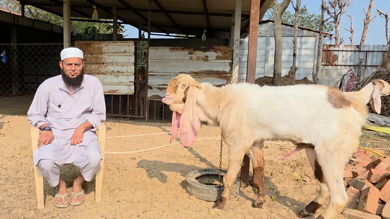 Lala Bhai Goat Farm Hyderabadi Breeding Setup | Top Quality Har Breedline Ke Bakre Available Kheda.