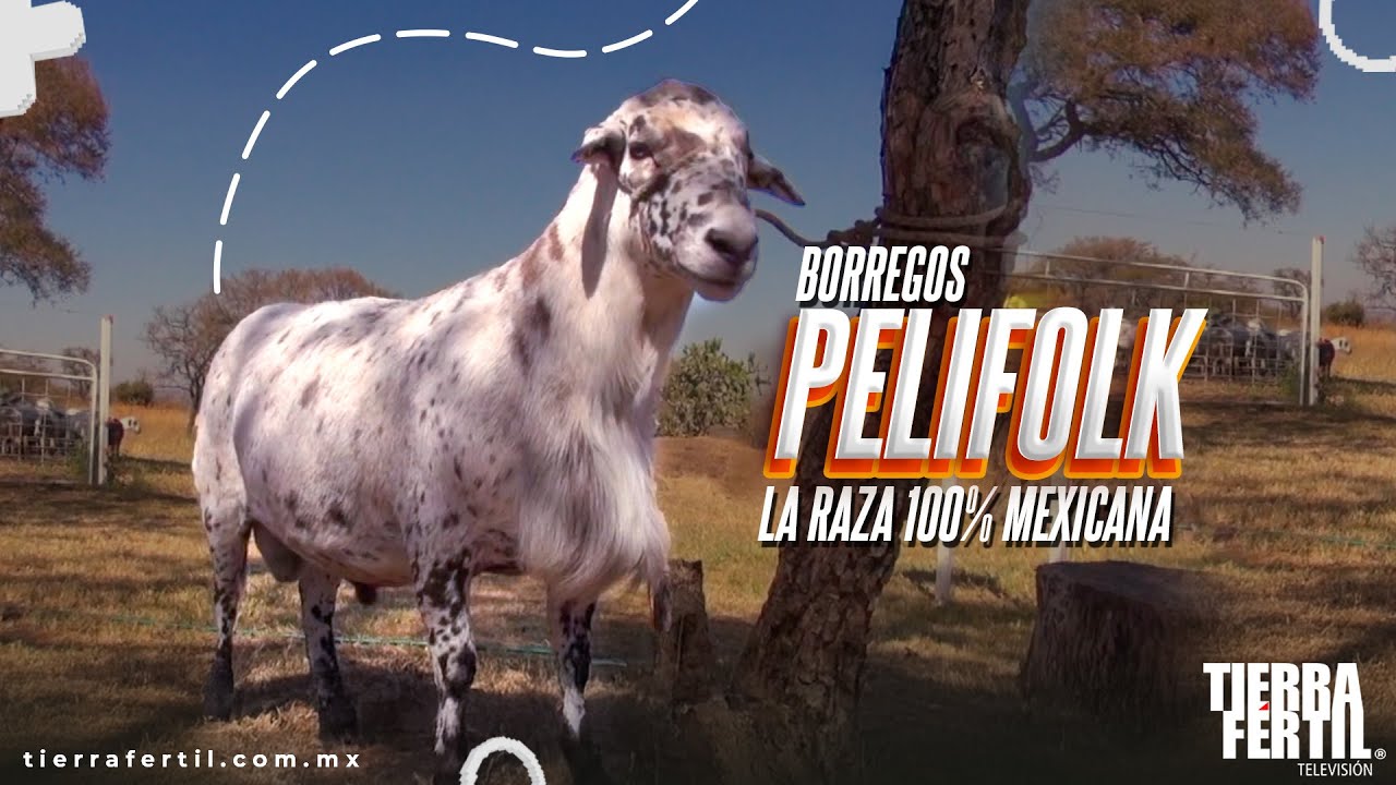 Borregos Pelifolk: La raza 100% mexicana.