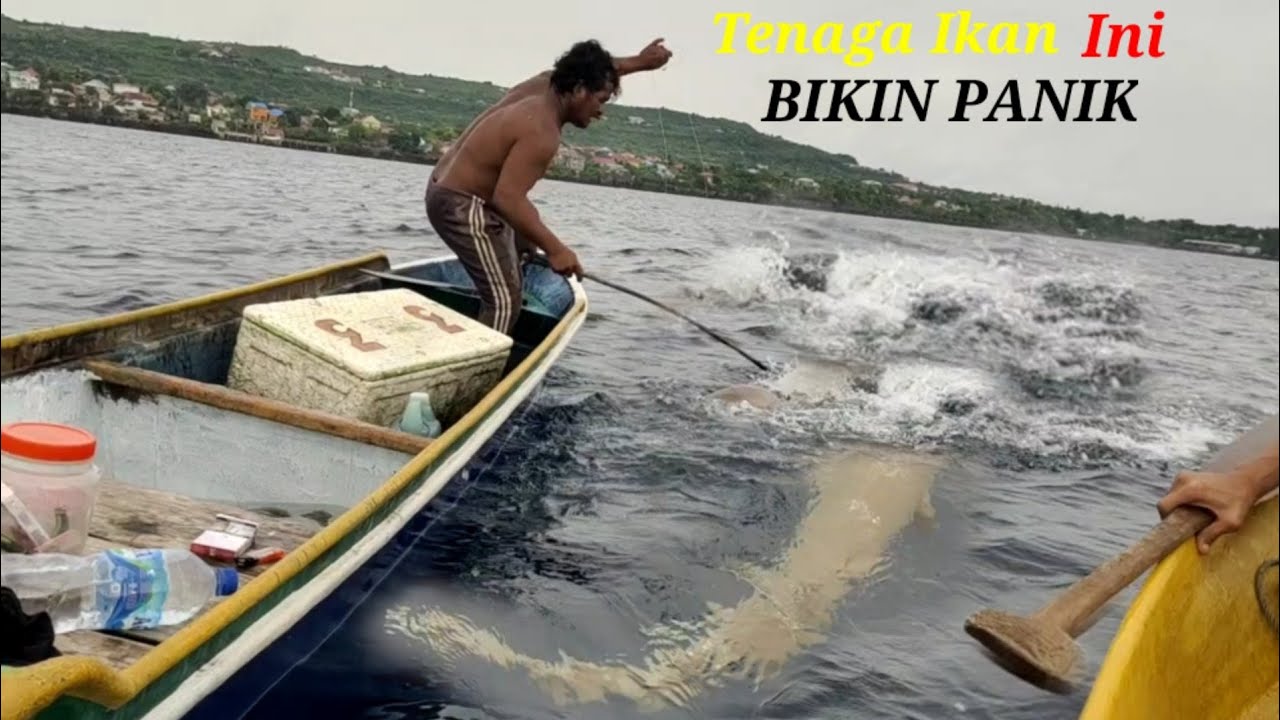 Master kehabisan tenaga tarik IKAN PENUNGGU KARANG &  KAKAP MERAH Tali senar induk ikut Putus😱