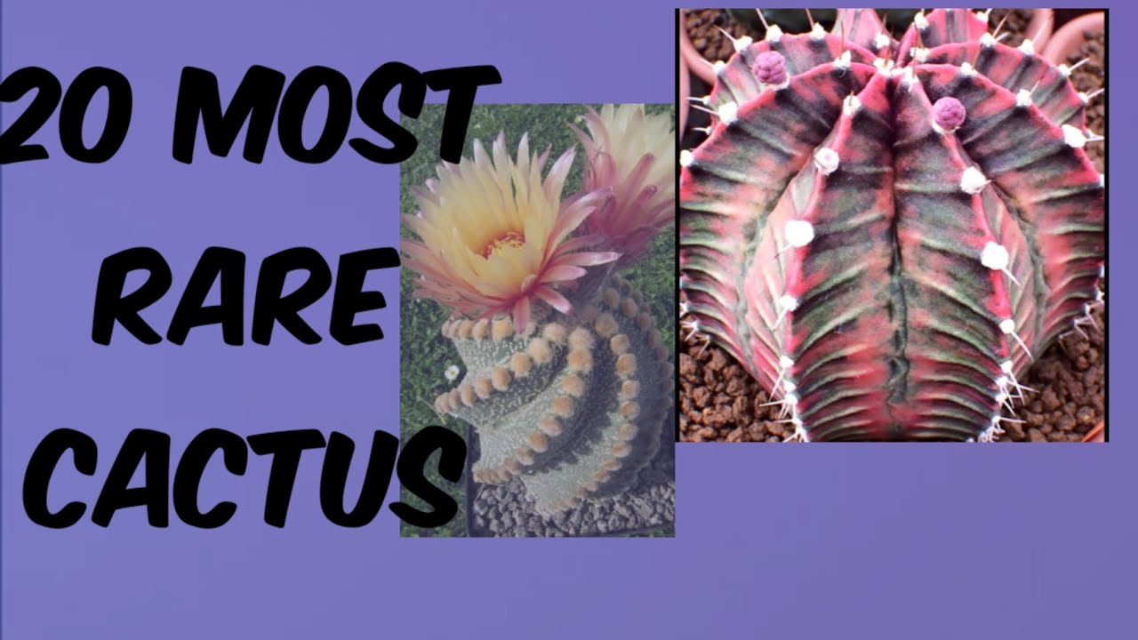 20 Most Rare Cactus