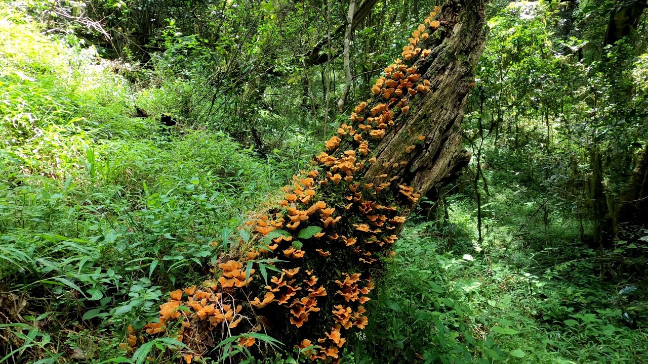 Magoebaskloof Hiking Trail (An Indigenous Forest Dreamscape)