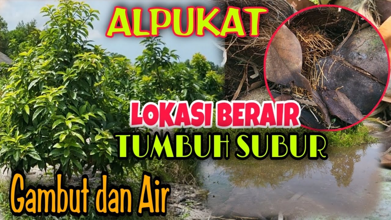 Tanam alpukat mentega di lokasi berair lahan gambut tumbuh subur | bitshop king