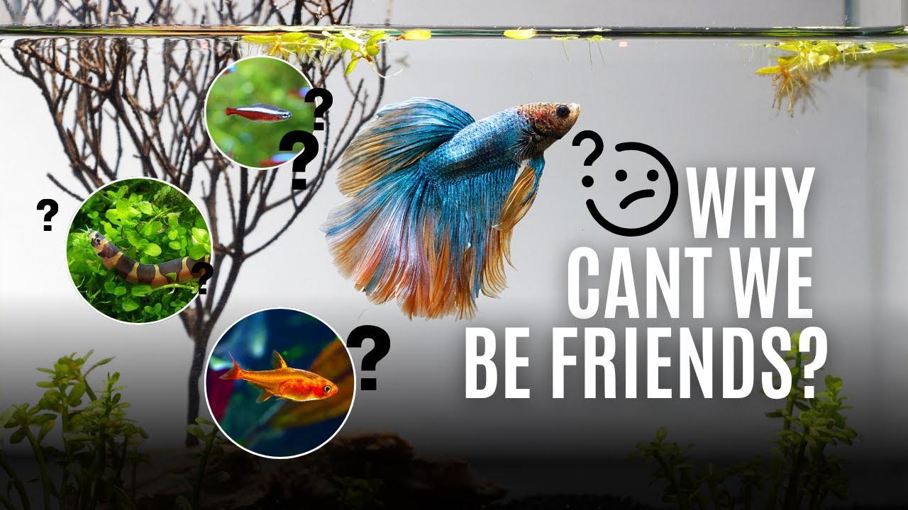 Best Tankmates for Betta Fish | Top 5 Peaceful Fish That Can Live With Bettas