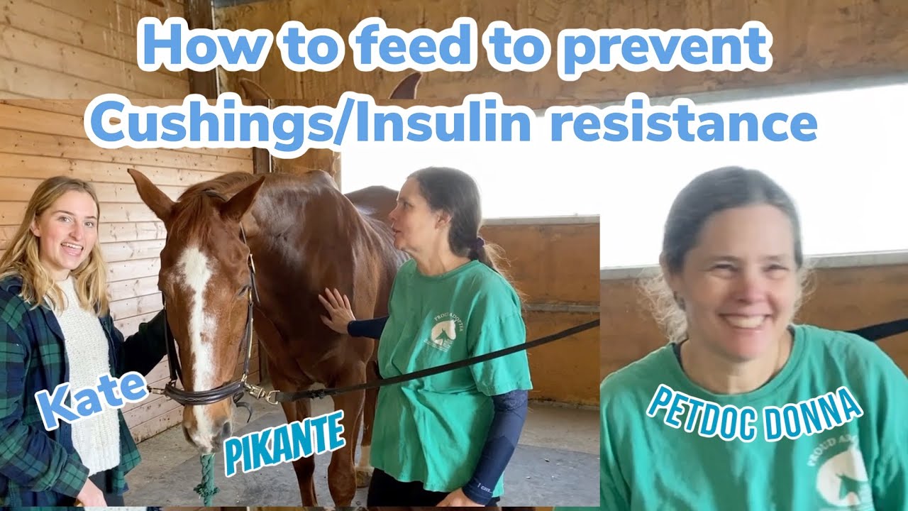 How to feed and cure your horse with EMS: Equine Metabolic Syndrome/ Insulin resistance /Cushings dz