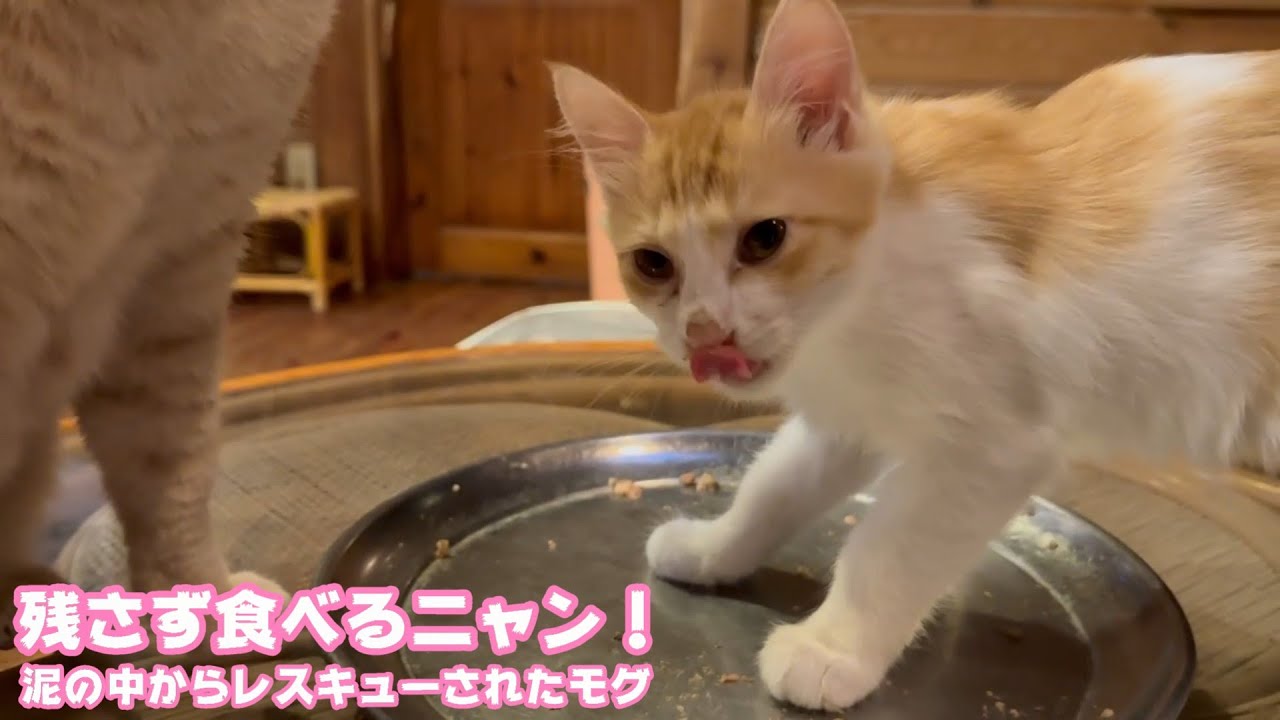 アタチ残さず食べるニャン！  泥の中からレスキューされたモグ   2025 08 13 1