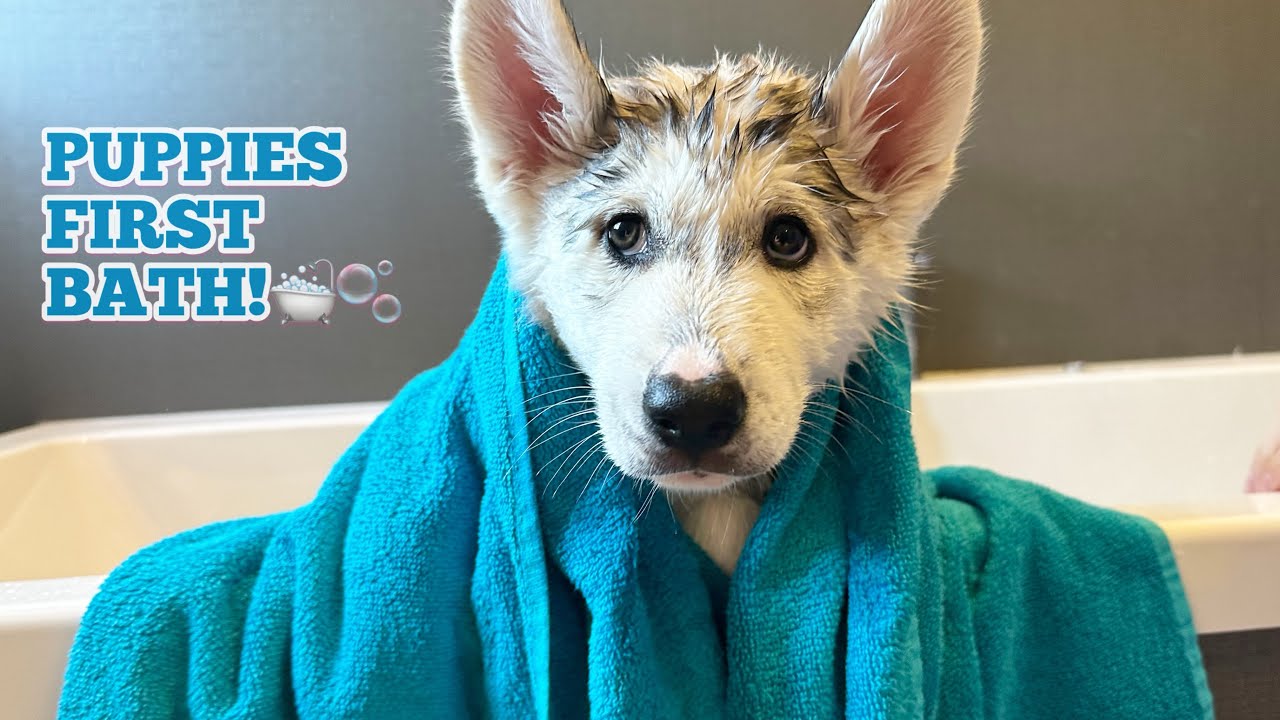 Phil The Husky Puppies First Ever Bath!🥰. His Ears Are So BIG!!