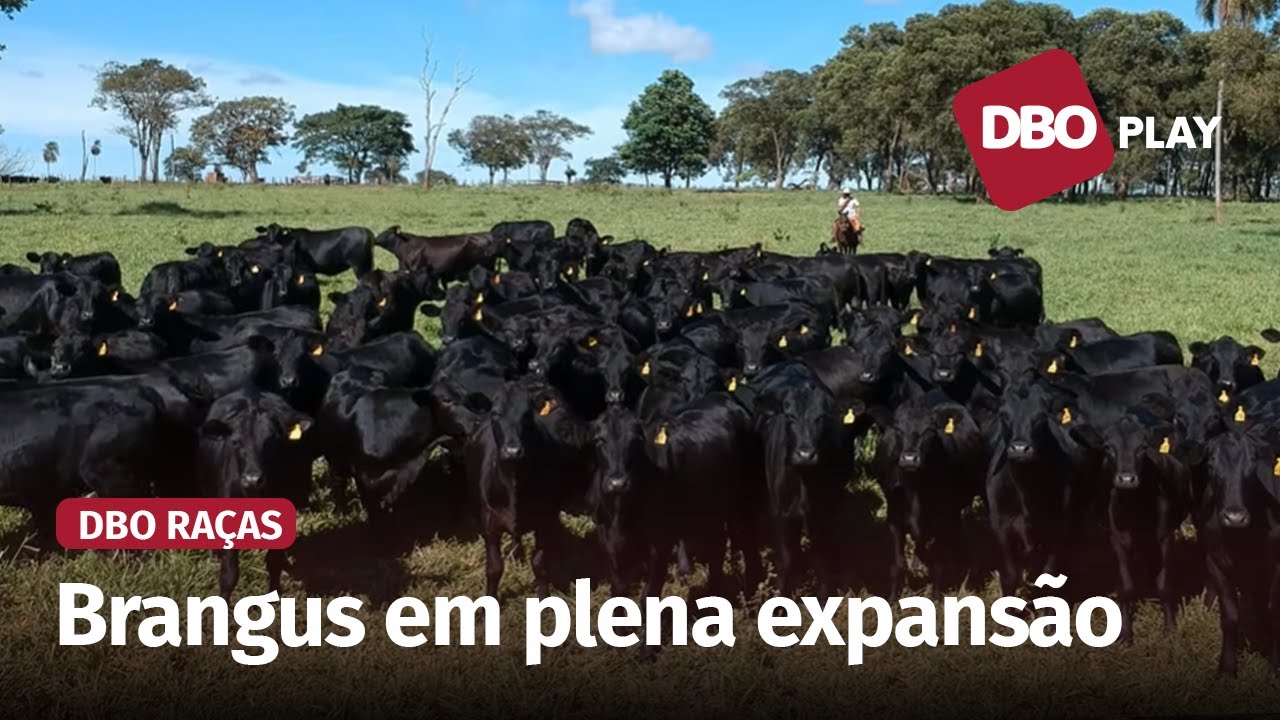 Presente em todo o Brasil, a raça Brangus é protagonista no cruzamento industrial