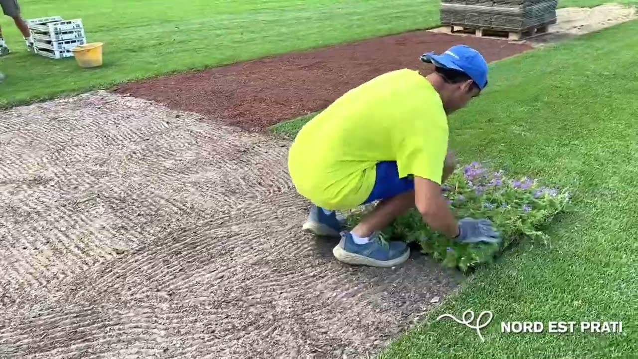 Verbena Pulchella tappezzante in zolla: come si posa | Nord Est Prati