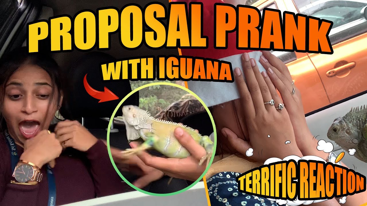 PROPOSAL PRANK WITH IGUNA 🐊❤️ || TERRIFIC REACTION 🤯😂  #goodfellas #exotic #funny #vlog