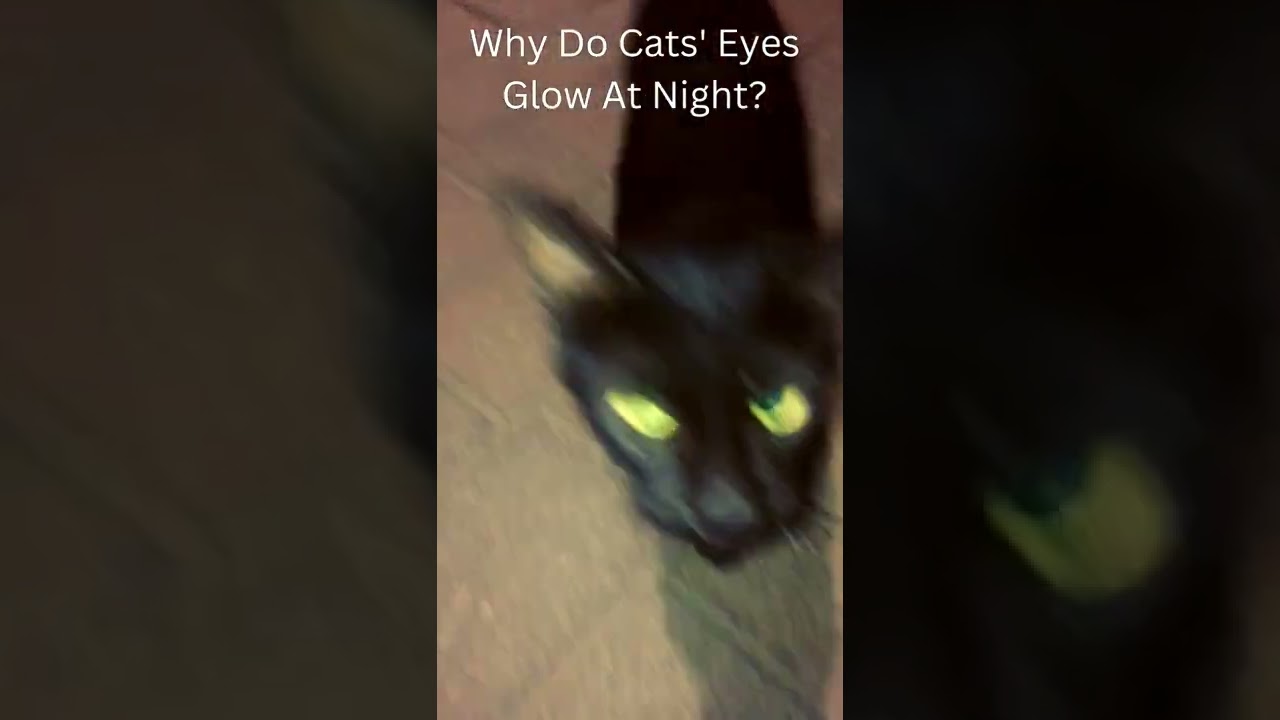 Why Cats Eyes Glow At Night 