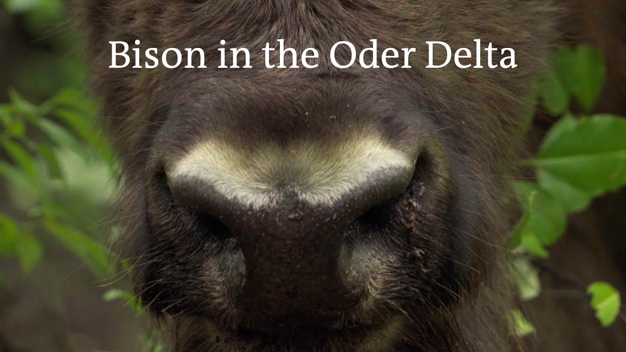 Bison in the Oder Delta - for a possible coexistence with large herbivores