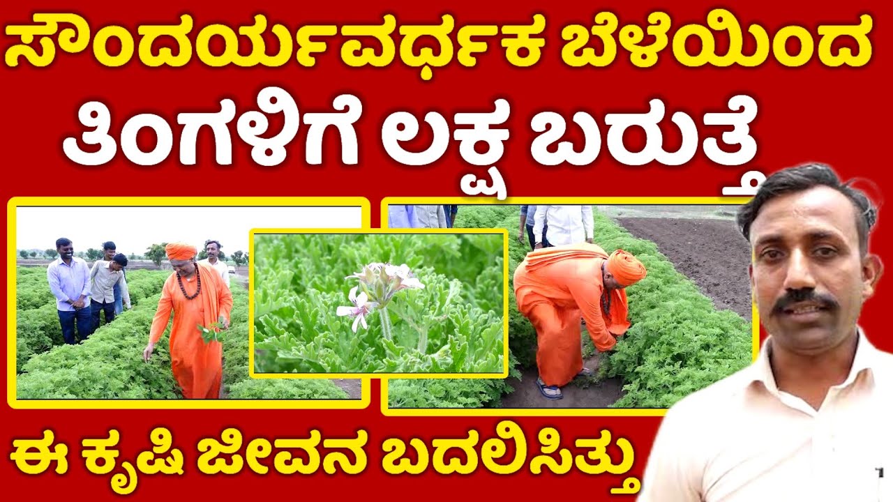 ಸೌಂದರ್ಯವರ್ಧಕ ಬೆಳೆದು ತಿಂಗಳಿಗೆ ಲಕ್ಷ ಲಕ್ಷ  ದುಡಿತೇನೆ | farmer  success story