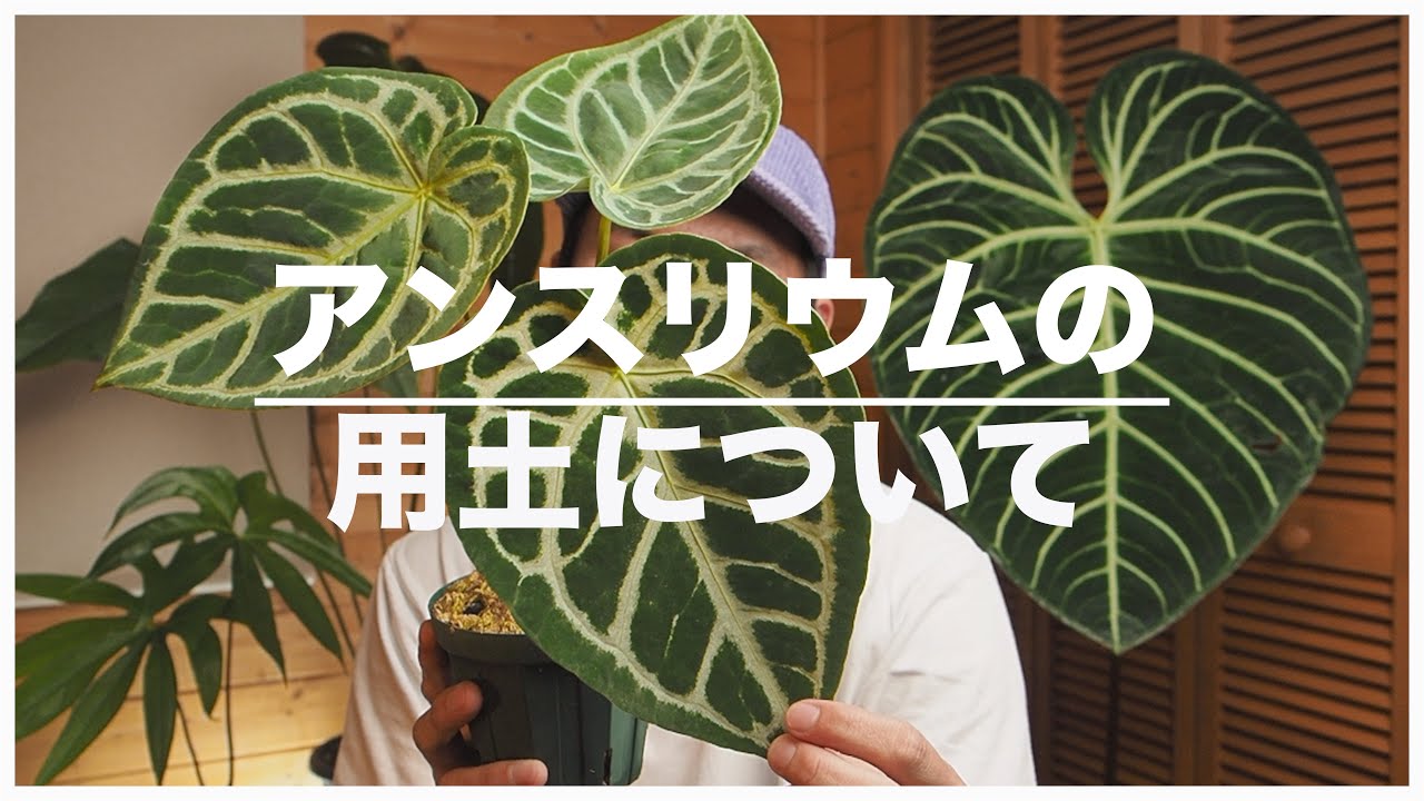 【観葉植物】次の植え替えではアレを使うぞ！アンスリウムやモンステラで使っている用土について思うこと【育てやすいアンスリウムも紹介】