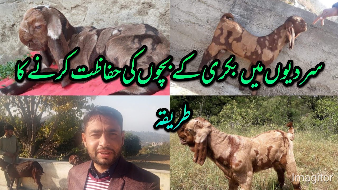 Bakri k bacho ur bakriuo  ko sardiuo me kesay mafoz rakha jay