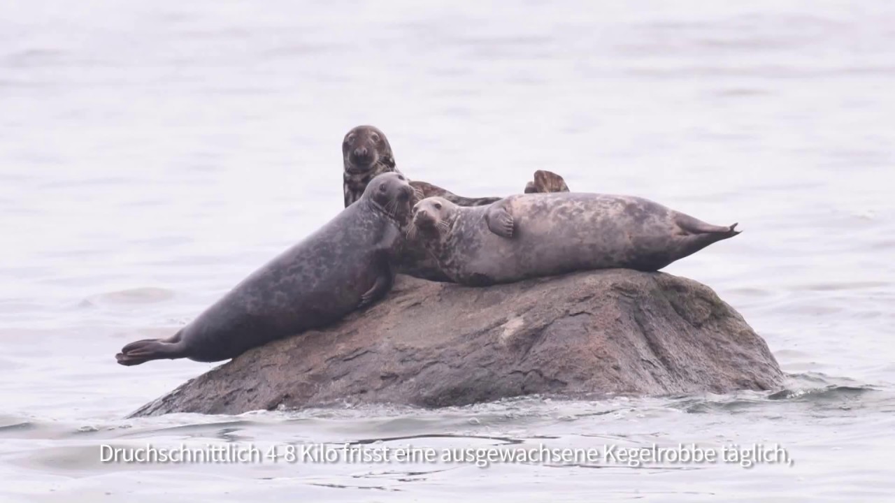 Die Kegelrobben kehren zur&uuml;ck an die deutsche Ostseek&uuml;ste!