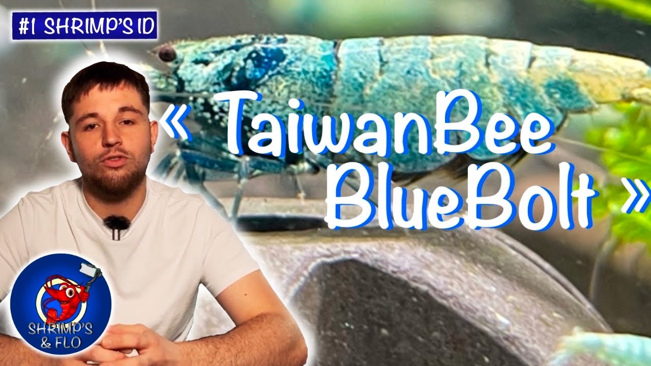 La TaiwanBee BlueBolt : Origines et Particularit&eacute; [Shrimp's ID]
