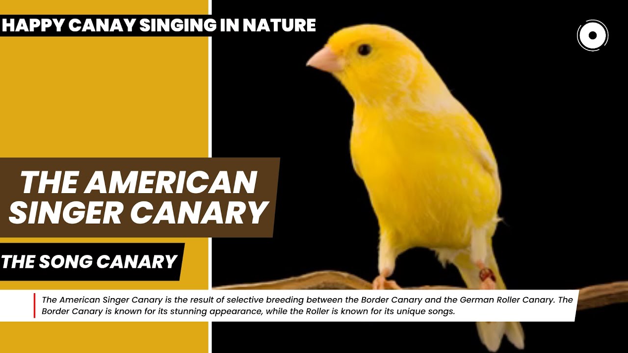 The American singer canary training Canaries Singing Bird in the Wild  Canary calling sound