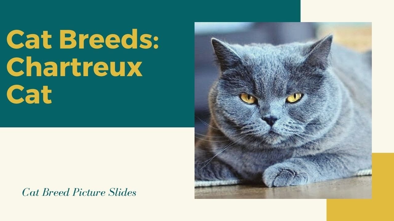Chartreux Slides - Cat Breeds
