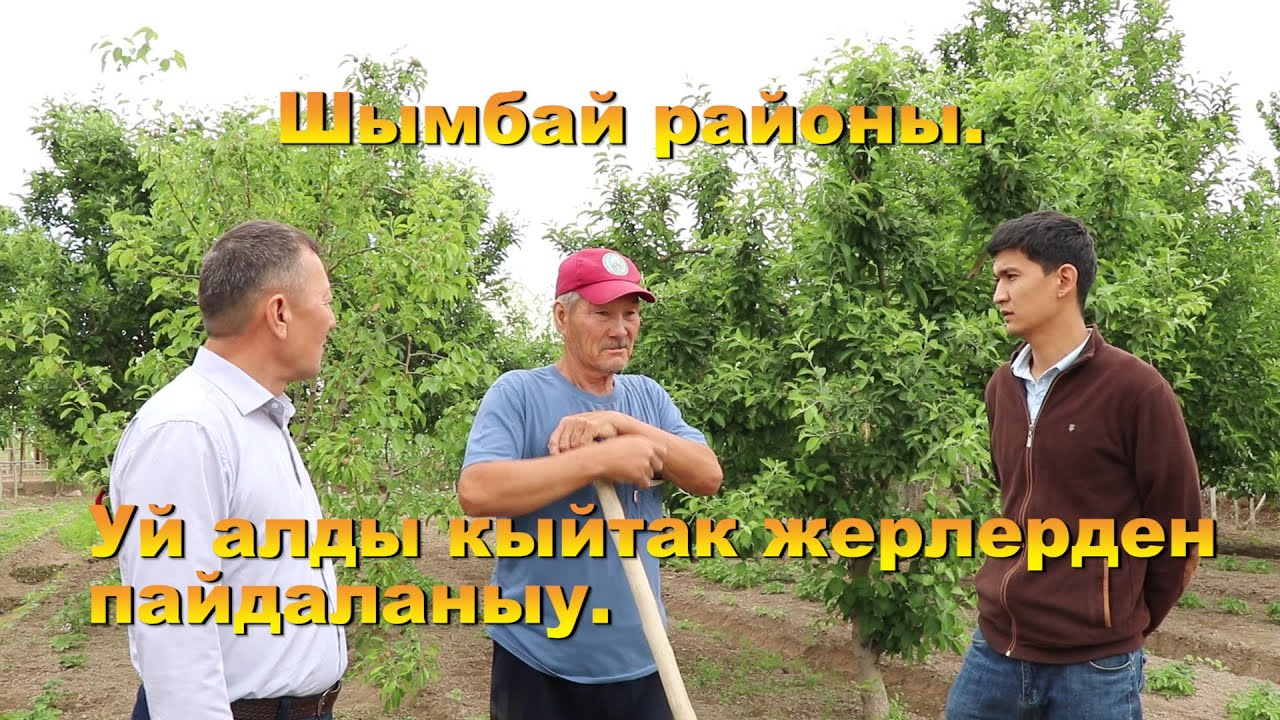 Шымбай районы .  Уй алды кыйтак жерлерден пайдаланыу.