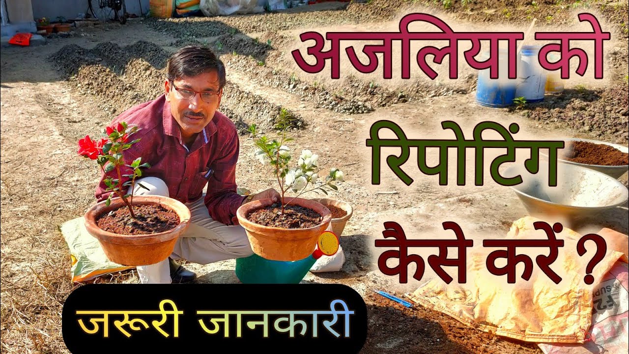 अजलीया के पौधे को ट्रांसप्लांट करने का सही तरीका देखिए Repot Azaleas in a perfect way