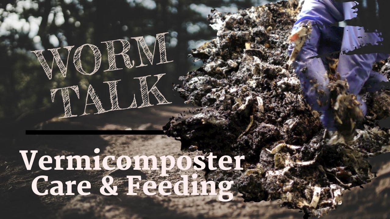 Vermicomposter Check-In: Care & Feeding