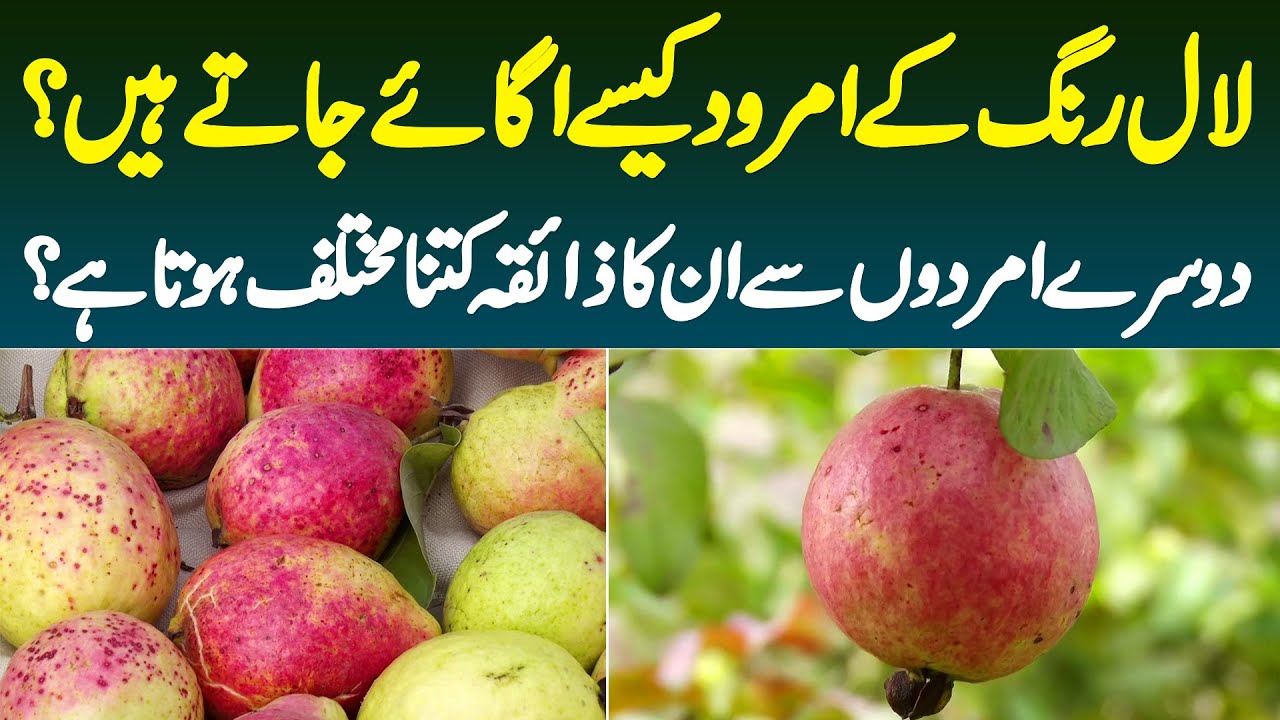 Red Color Ke Nayab Pakistani Amrood - Red Guava Ki Farming Kese Hoti Hai Or Zaiqa Kesa Hota Hai?