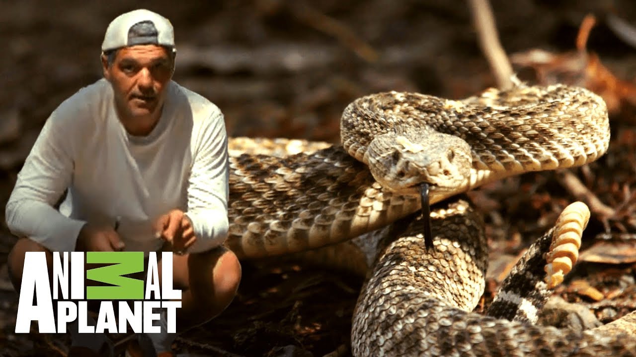 Conoce a la serpiente cascabel diamante occidental | Wild Frank en California | Animal Planet