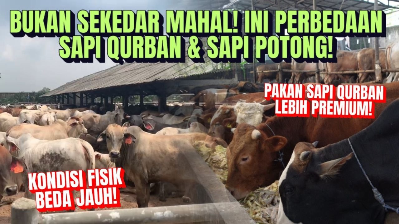 Alasan Harga Qurban Lebih Tinggi Dari Harga Sapi Harian