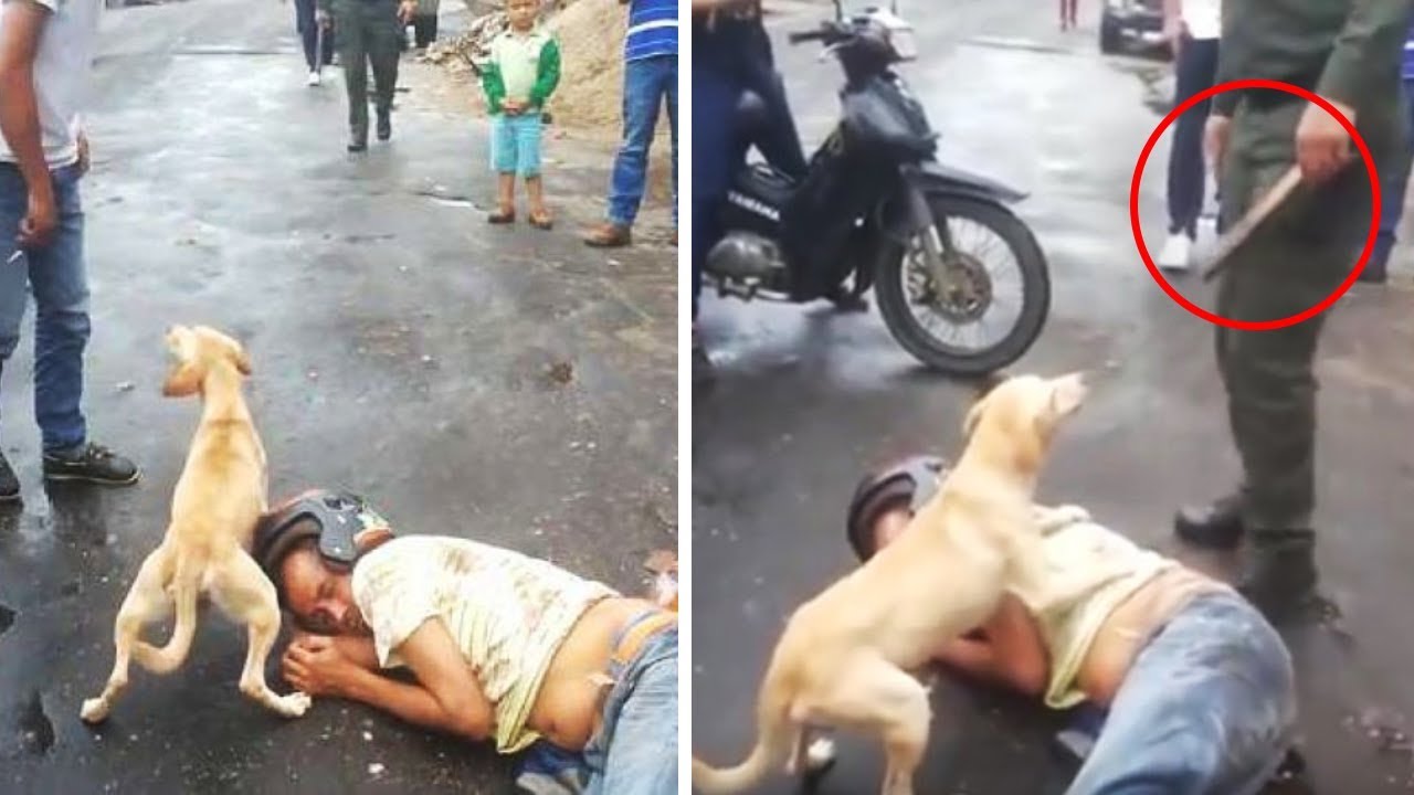 ¡Mira lo que los Perros Hacen por los Humanos! ¡Esto Derretirá tu Corazón!