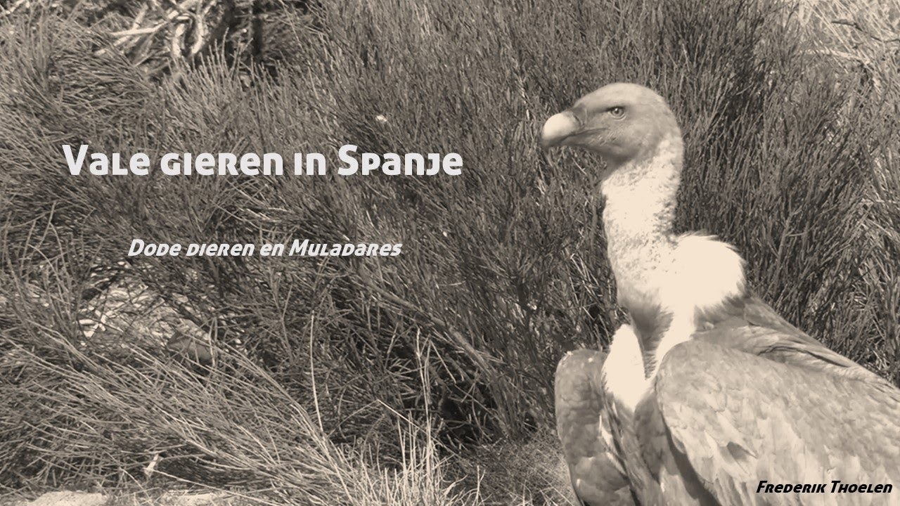 Wild Things - Vale gieren in Spanje, dode dieren en Muladares