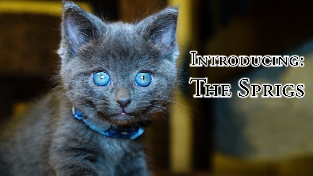 Introducing: The Sprigs