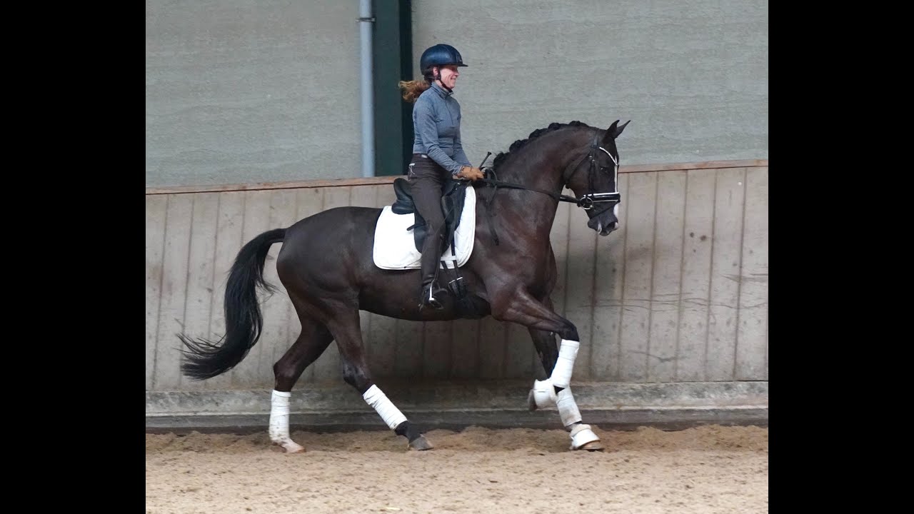 4yr mare Ladignac x Fellini (SOLD)