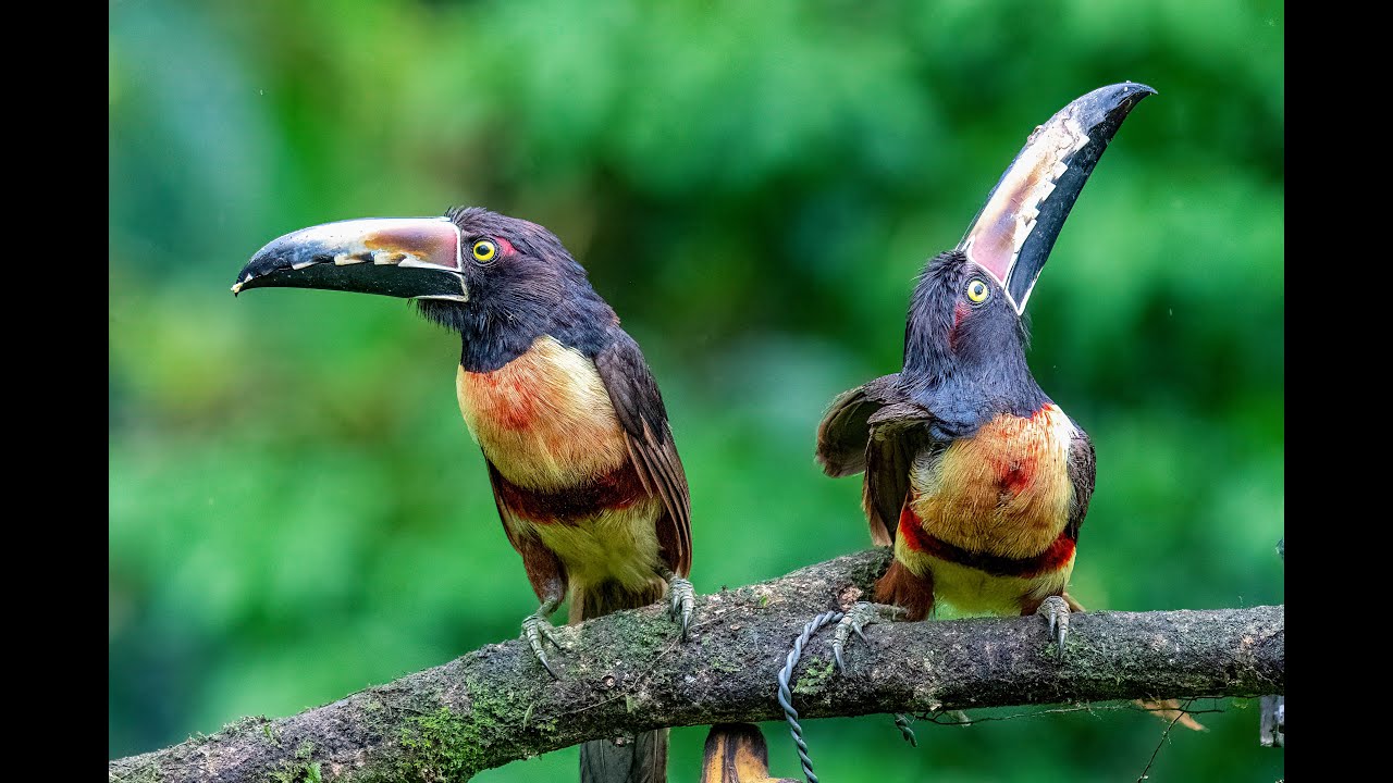 Costa Rica Bird Photography