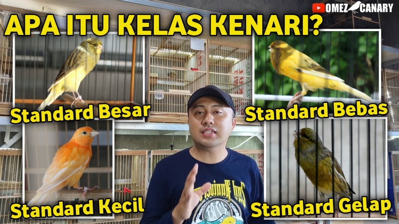 YG BELAJAR LOMBA TONTON INI‼️Perbedaan kenari std besar std kecil dan std bebas