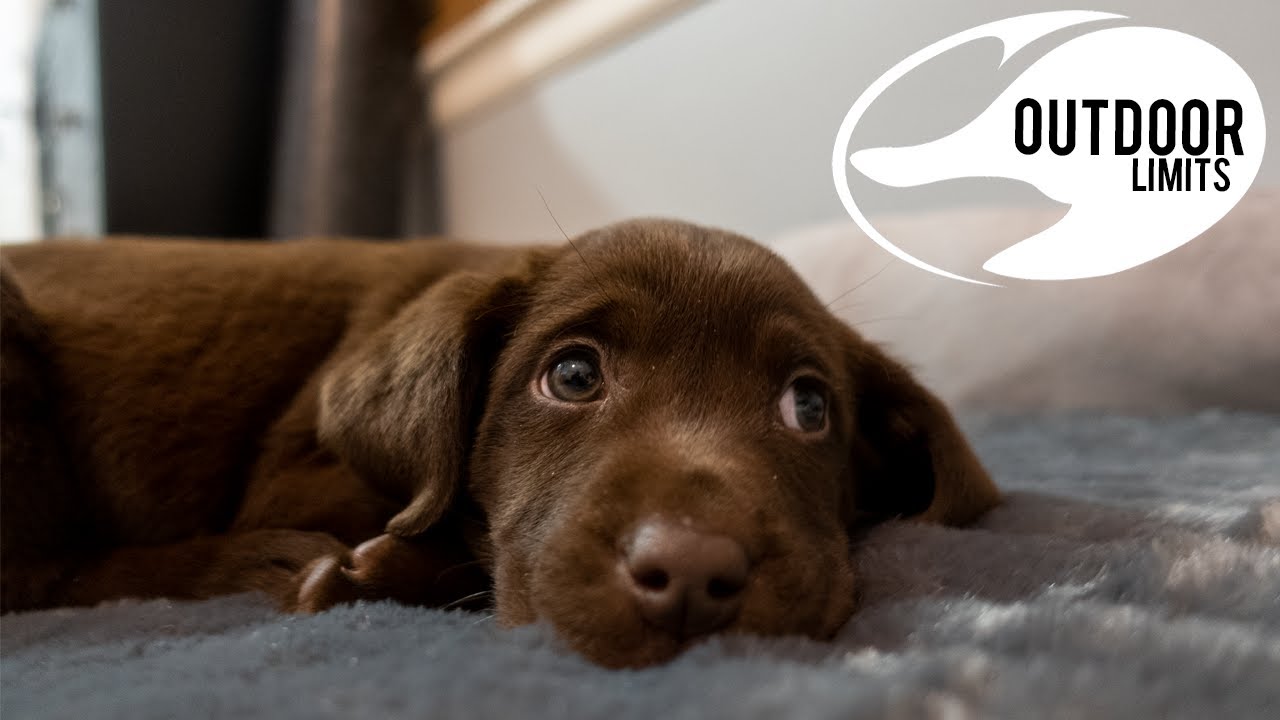 I GOT A PUPPY!!