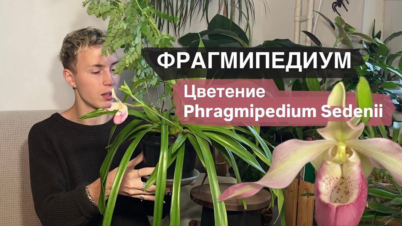 Цветение моего фрага. Phragmipedium Sedenii