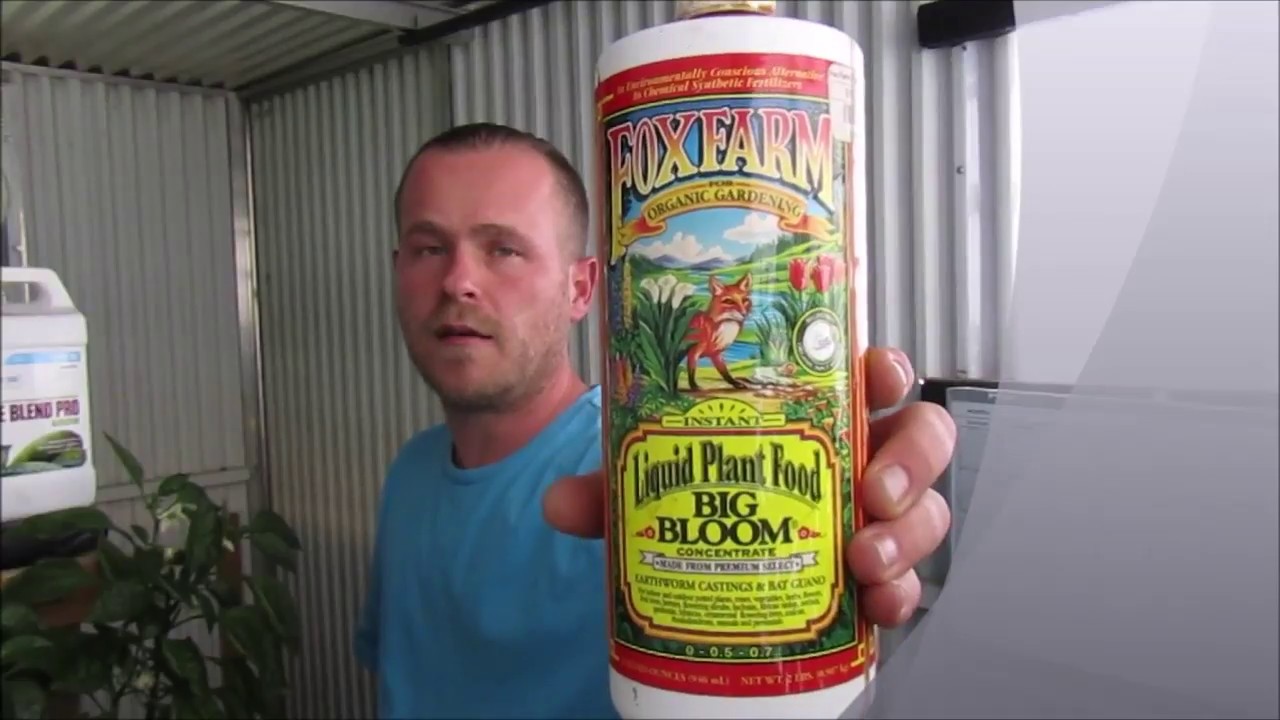 Fox Farm BIG Bloom : Grow with Dan