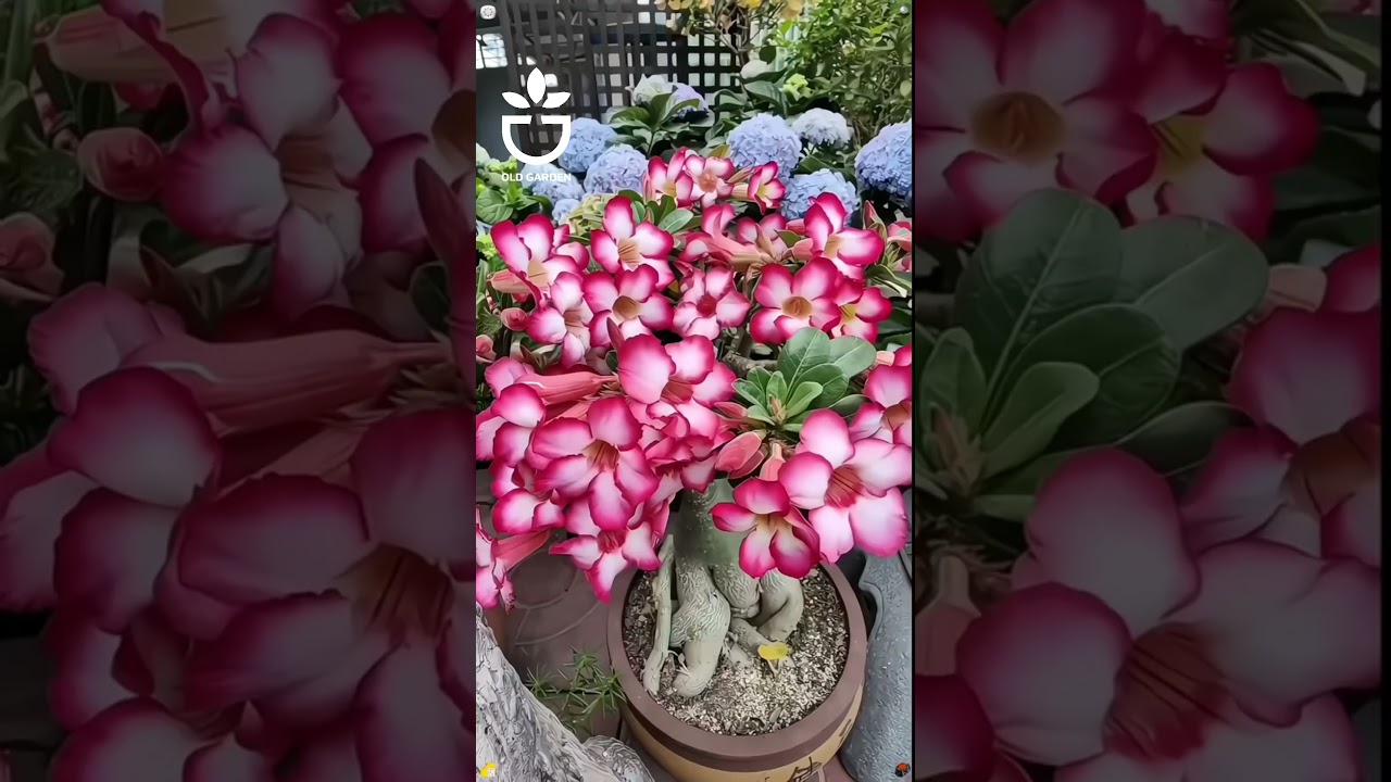 A plant with incredibly strong vitality #garden #gardening #gardencare #viral #oldgarden #plant