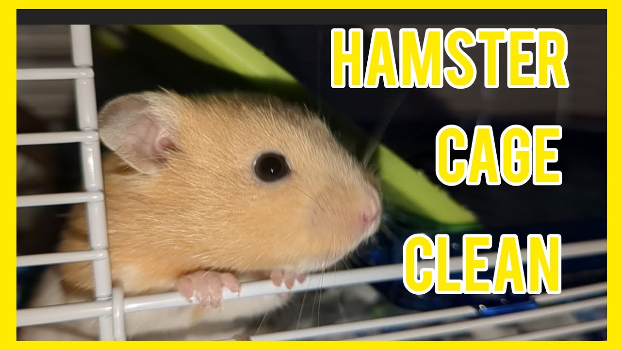 First Time Deep Cleaning A Hamster Cage