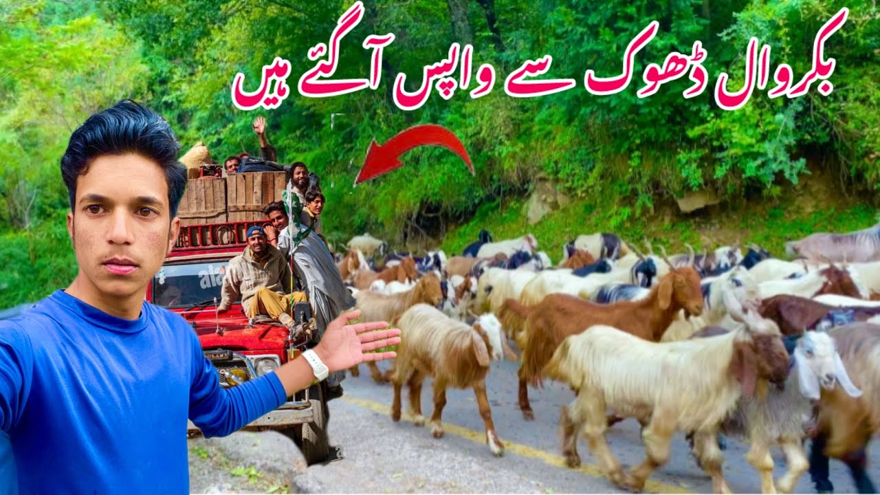 Bakarwal Dhok sa wapas a gya ha || Pasban View point || Haveli forward Kahuta Azad Kashmir 