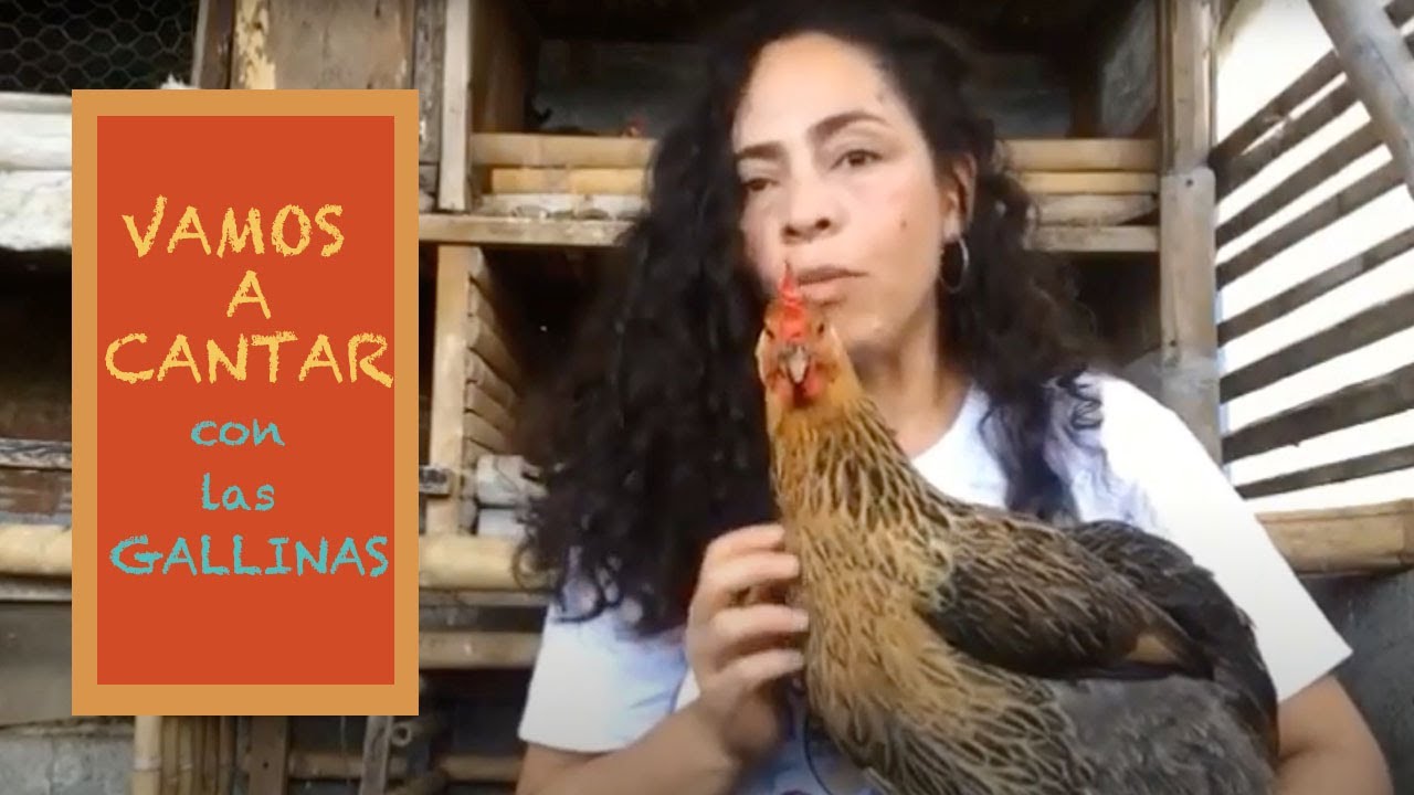 El vals de las gallinas  🐔🎤CANCIONES DE LA GRANJA