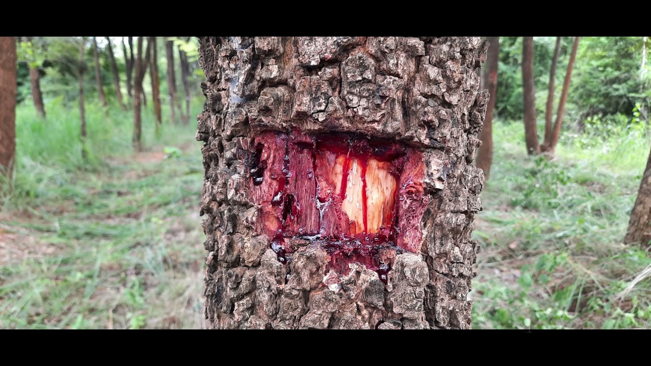 All about Red Sanders Tree ( Rakta Chandan/ Red Sandal wood--Pterocarpus santalinus Linn. f.)