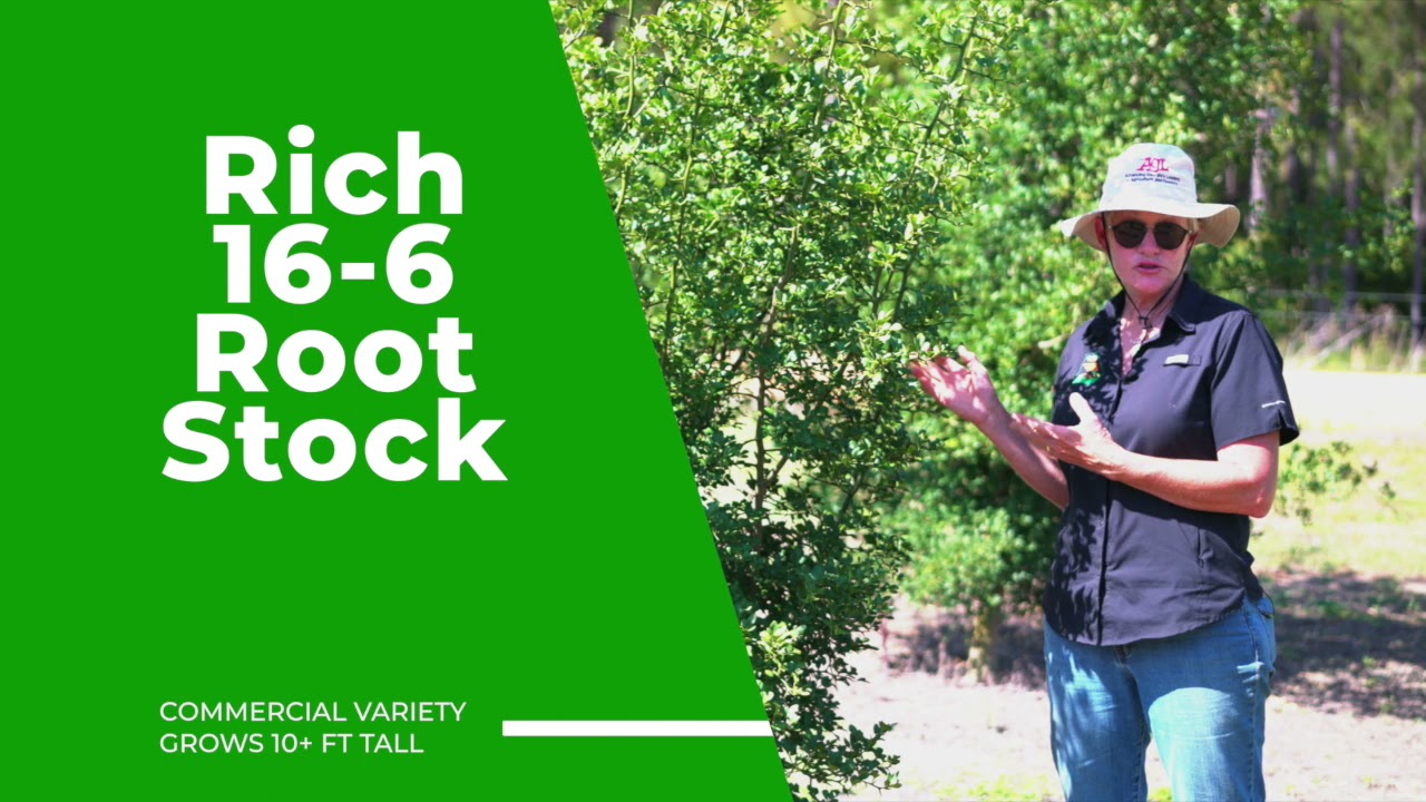 GGC What is Root Stock?
