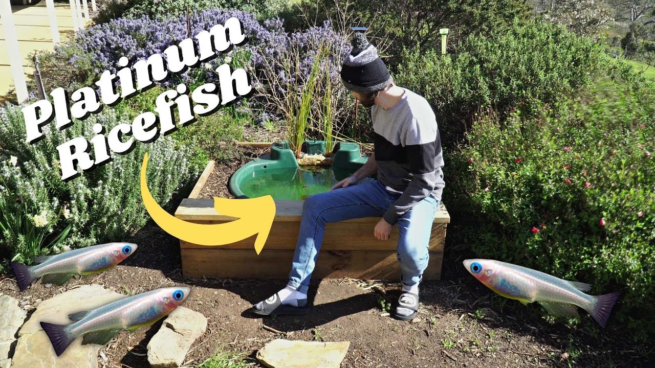Setting Up a 200 Litre DIY Outdoor RICEFISH Pond!