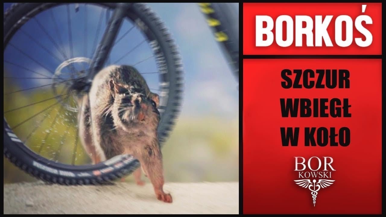 SZCZUR SPOWODOWAŁ WYPADEK
