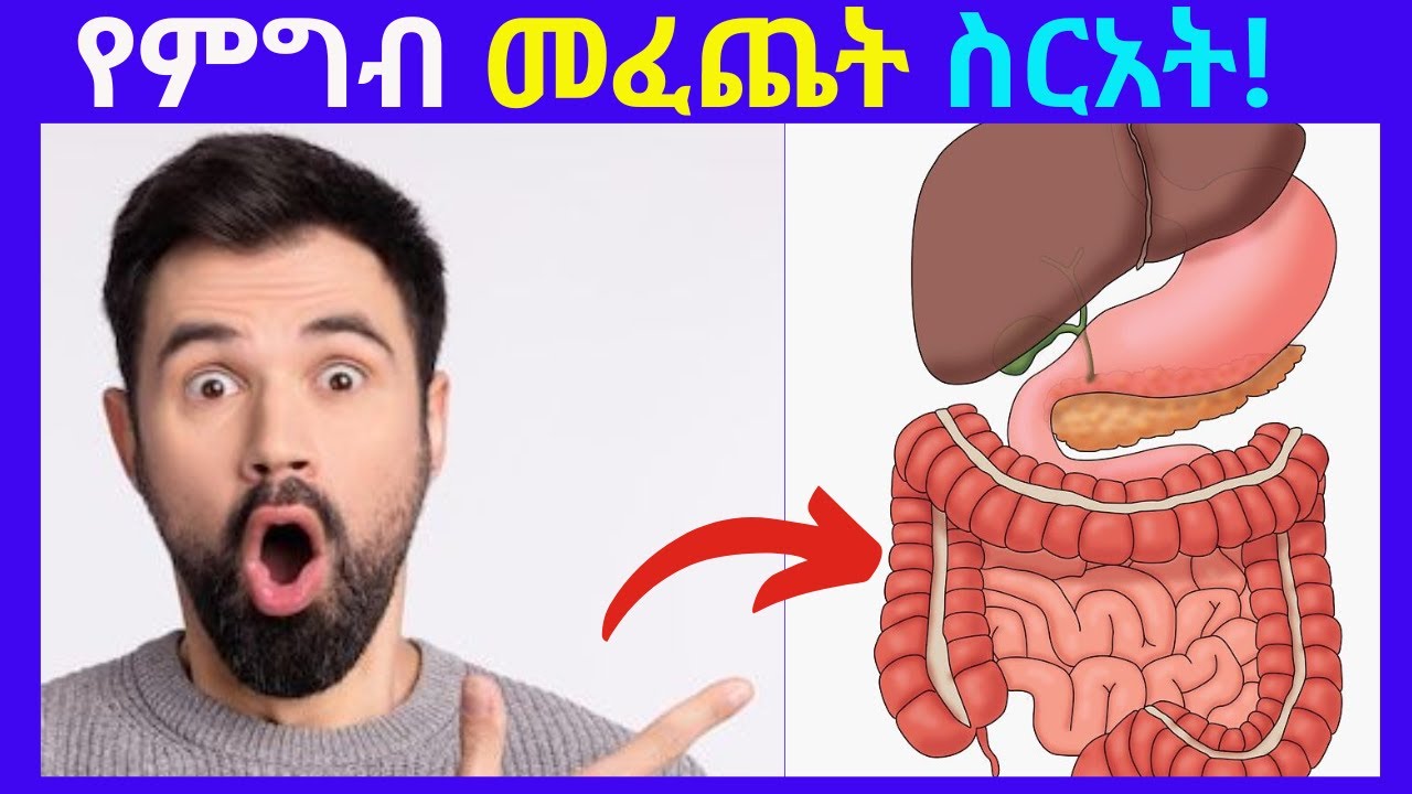 Part 4: Digestive System/የምግብ መፈጨት ስራአት