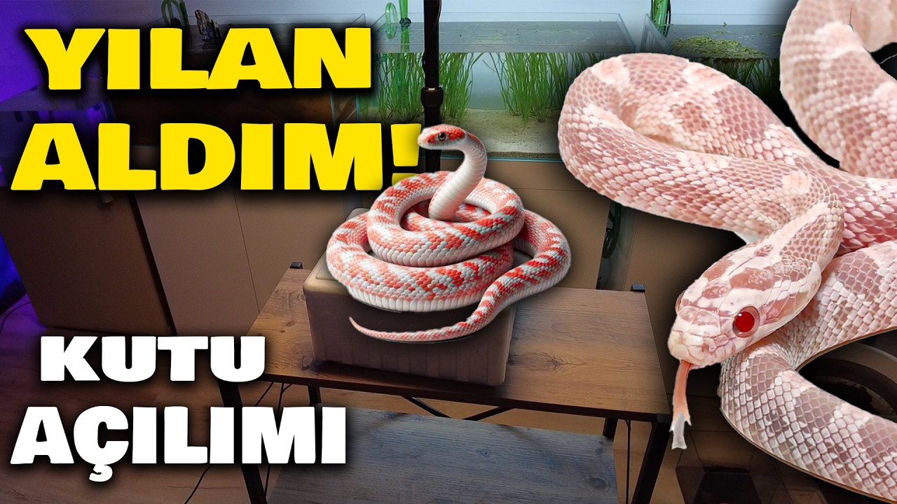 YILAN ALDIM! | KUTU AÇILIMI | #yılan #cornsnake #akvaryum