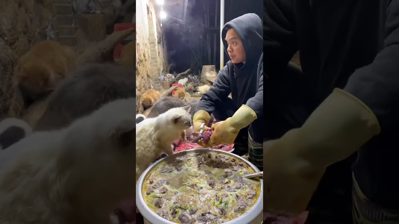 🔴 LIVE：🔥深夜治愈局！养狗日常直播|🔥Live: Daily Life with My Dog - Cute Moments Non-Stop