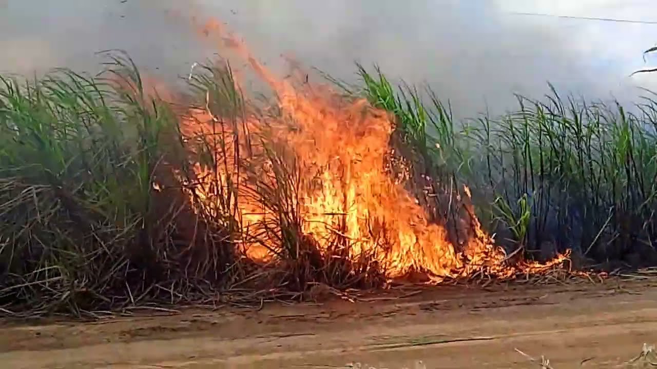 Imagem do canavial pegando fogo cana-de-açúcar