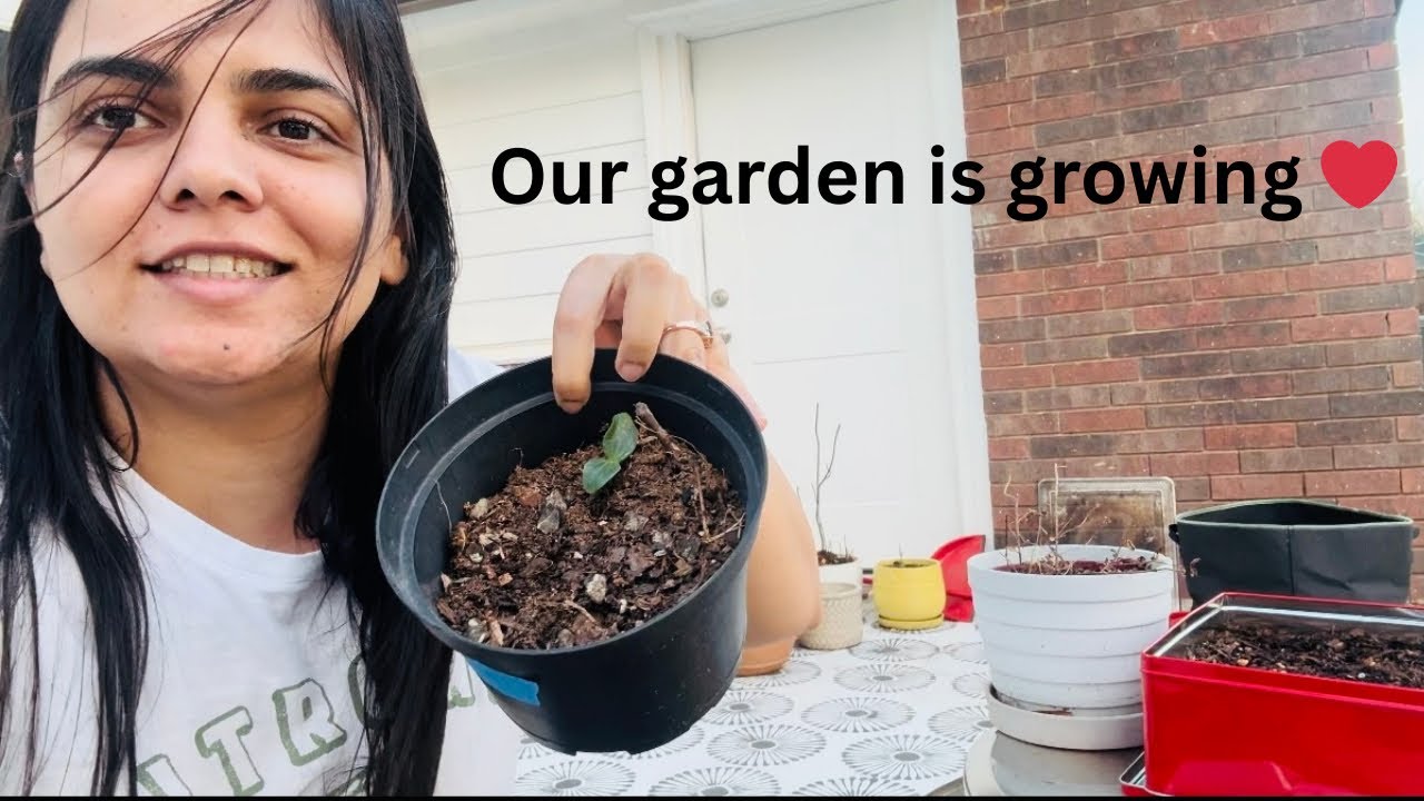 My garden updates from Seeds to Sprouts 🌱 